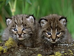 Bobcat Kittens